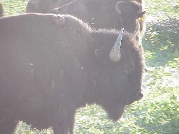Buffalo (Bison) in the Buffalo Pasture